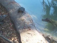 Turtle.jpg