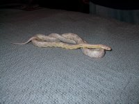 peyote 1.jpg