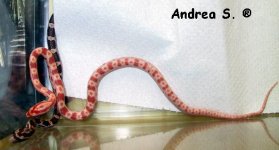 amelanistica baby.jpg