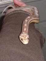 zephyr on arm (Small).JPG