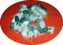 23 babies.jpg