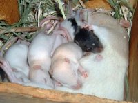 Mom and babies.jpg