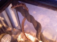 SNAKE.JPG