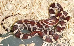 mmsh030101 post-shed.jpg