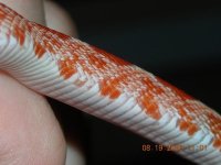 R corn both.JPG