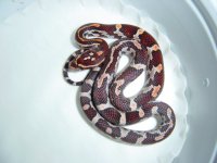 hatchling 1-4    3 wks old.jpg
