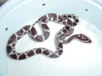 hatchling 2-4    3 wks old.jpg