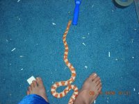 R diego floor.JPG