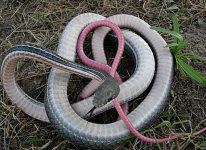 whipsnake.jpg