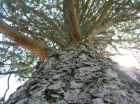 pinetreecrop.jpg