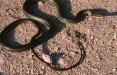 Ruthven's%20Whipsnake.jpg