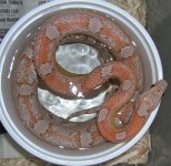 03 Ghost Motley M.JPG