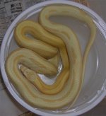 04 Butter Striped Mot F.JPG