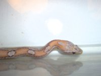Perseus head shot.jpg
