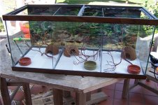 hatchling viv.jpg