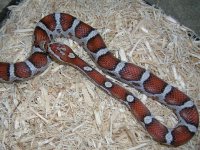 04 Miami F het Amel.JPG