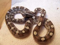 Caramel Motley.jpg
