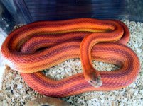 motley striped m.jpg
