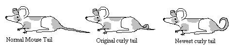 TAILS.jpg