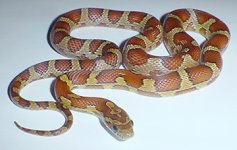 snake.jpg