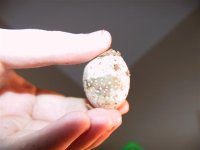 snail 008 (small).jpg