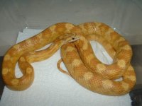amber motley male 1a.jpg