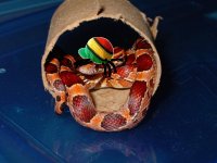 RastaSnake.jpg