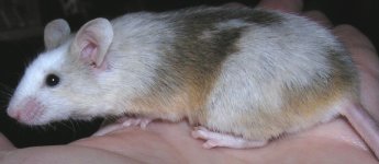 mouse1.JPG