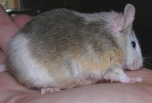 mouse2.JPG