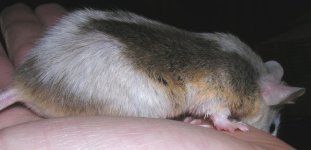 mouse3.JPG