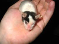 mouse.jpg