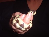 snakebite (small).jpg