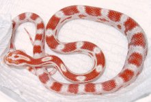 9`12`04-Candy-Cane-2.jpg