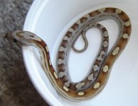 Caramel mot - mine1.jpg