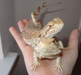 Beardies.jpg