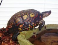 wood turtle.jpg