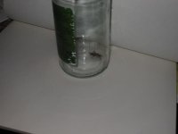 bugslifeinajar.jpg