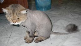 cat002.jpg