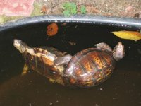 Turtle 2.jpg