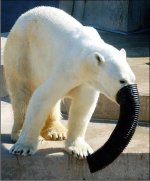 bearwithfunnel.JPG