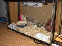 Snake Viv 005.jpg