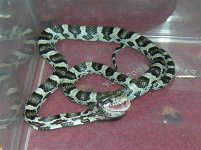 boggle 2 (Small).JPG