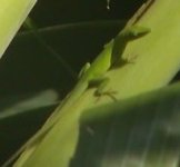 anole.jpg