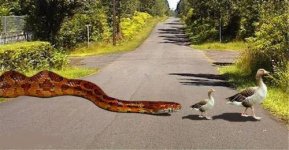 Corn&ducks.jpg