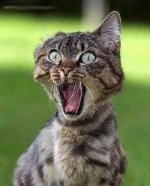 s cat.jpg