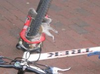 Squirrel.jpg