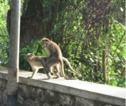 Monkey_biz.jpg