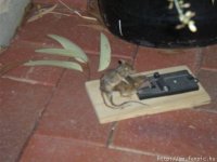 Perverted mouse.jpg