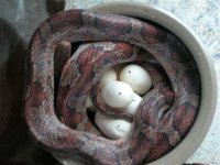 DSCN6178.JPG