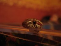 DSC00240.JPG
